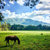Nashville Picture Magnets | Horse In Pasture