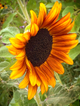 Nashville Magnets | Sunflower In Bloom