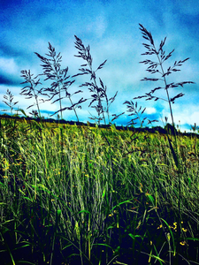 Nashville Photography | Blue Skies Green Grass