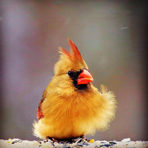 Custom Photo Magnets | Fluffy Cardinal